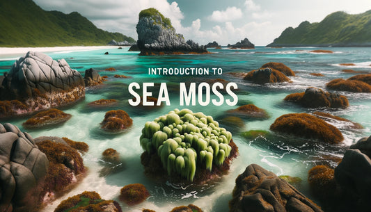 Sea Moss: The Superfood from the Sea